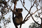 Koala na stromě v Tower Hill