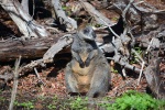 Pózující wallaby v Tower Hillu
