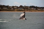 Keporkak u Phillip Islandu