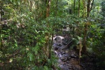 Z túry v Mossman Gorge