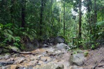 Z túry v Mossman Gorge