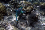 Pod hladinou u Hastings Reef v Great Barrier Reef