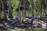Krokodýli v Hartley's Crocodile Adventures
