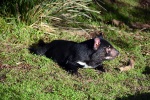 Tasmánský čert v Bonorong Wildlife Sanctuary