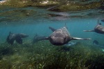 2202_29_CayeCaulker_Zraloci