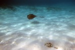 2202_37_CayeCaulker_Rejnok