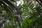 2502_07_Tikal_ChapanStredoamericky
