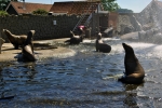 Harderwijk - Delfinárium lachtani