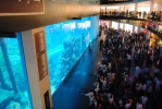 Dubai - akvárium v DubaiMall