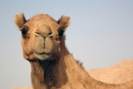 Al Faya - velbloud