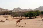 Al Ain - ZOO