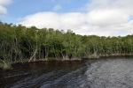 CapeCoral - Mangrovy ve Four Mile Cove