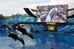 Orlando Sea World - Show s kosatkami