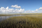 NP Everglades