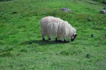 Slieve League - sheep