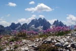 0607_15_piana_kytickyacadinidimisurina