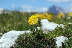 0607_17_piana_kyticky
