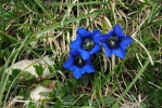 0607_24_piana_kyticky