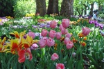 Tulipány na ostrově Mainau
