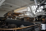 Natural History Museum
