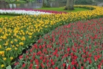 Kvetoucí tulipány v botanické zahradě Keukenhof