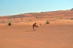 Wahiba Sands - osamělý velbloud