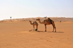 Wahiba Sands - velbloudi a duny
