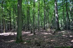 Bělověžský prales