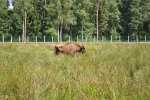 Bělověžský prales - zubr