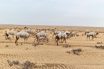 Velbloudi nedaleko RZ 15 Rally Dakar