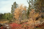 0209_02_NPLemmenjoki_Ruska