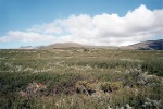 2708_03_NPDovrefjell_Pizmoni1