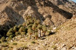 Joshua Tree NP - Oáza 49 Palms